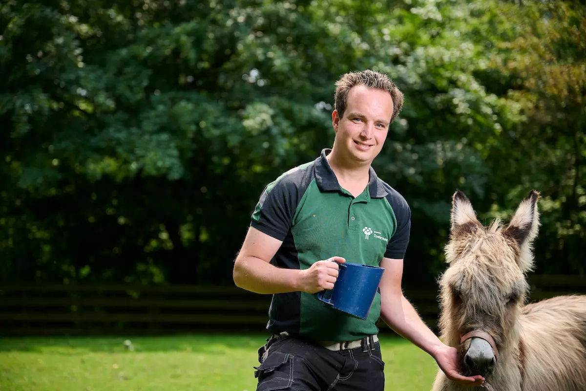 Voeren van schaap op boerderij